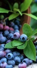 Ladda ner Food, Leaves, Bilberries, Berries bilden 320x480 till mobilen.