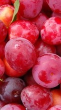 Ladda ner Fruits, Food, Backgrounds, Berries, Plum bilden 360x640 till mobilen.