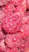 Fruits, Food, Backgrounds, Raspberry, Berries till Sony Xperia Miro ST23i