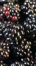 Fruits, Food, Backgrounds, Berries, Blackberry till Samsung Galaxy Grand Quattro