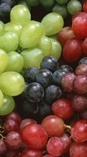 Ladda ner Fruits, Food, Backgrounds, Grapes bilden 1080x1920 till mobilen.