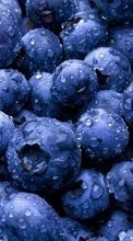 Ladda ner Plants, Food, Backgrounds, Blueberry, Berries bilden 1024x600 till mobilen.