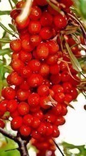 Ladda ner Plants, Fruits, Food, Berries bilden 128x160 till mobilen.