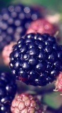 Ladda ner Food, Fruits, Berries, Blackberry bilden till mobilen.