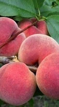 Ladda ner Fruits, Food, Peaches bilden 540x960 till mobilen.