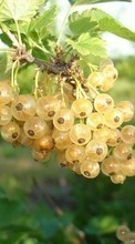 Plants, Food, Berries, Gooseberry till HTC Desire 310