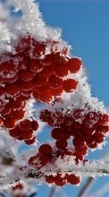 Ladda ner Food, Berries, Plants, Snow, Winter bilden 1024x768 till mobilen.