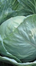 Ladda ner Plants, Food, Cabbage bilden 240x320 till mobilen.