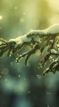 Ladda ner Fir-trees,Background,Snow bilden till mobilen.