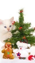 Holidays, Animals, Cats, New Year, Toys, Objects, Fir-trees, Christmas, Xmas