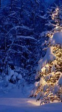 Ladda ner Fir-trees, New Year, Holidays, Christmas, Xmas, Snow, Winter bilden till mobilen.