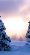 Ladda ner Fir-trees, Landscape, Snow, Sunset, Winter bilden till mobilen.