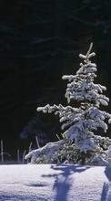 Ladda ner Fir-trees, Landscape, Snow, Winter bilden till mobilen.
