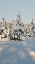 Ladda ner Fir-trees,Landscape,Snow,Winter bilden till mobilen.