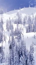 Ladda ner Landscape, Winter, Fir-trees bilden 1280x800 till mobilen.