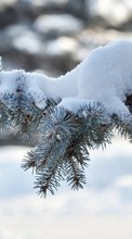 Fir-trees,Plants,Snow