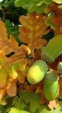 Acorns, Leaves, Autumn, Plants till Samsung Galaxy Spica