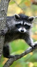 Ladda ner Animals, Rodents, Raccoons bilden 1024x600 till mobilen.