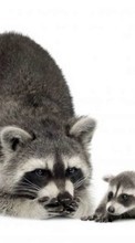 Ladda ner Raccoons, Animals bilden till mobilen.