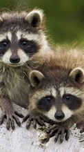 Ladda ner Animals, Raccoons bilden 1080x1920 till mobilen.
