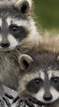 Ladda ner Raccoons,Animals bilden till mobilen.
