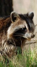 Raccoons,Animals till Samsung S5233