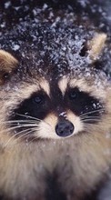 Ladda ner Animals, Raccoons bilden 1024x600 till mobilen.