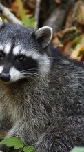 Ladda ner Animals, Raccoons bilden 128x160 till mobilen.