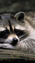 Ladda ner Animals, Raccoons bilden 1280x800 till mobilen.