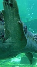 Ladda ner Animals, Turtles, Sea bilden 1280x800 till mobilen.