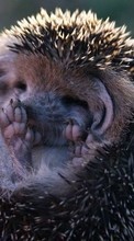 Hedgehogs, Animals till BlackBerry Curve 8310