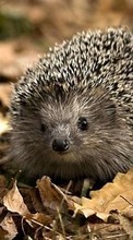 Hedgehogs, Animals till Samsung Galaxy Grand Prime VE