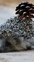 Hedgehogs,Animals till Nokia 108