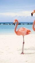 Ladda ner Animals, Birds, Sky, Sea, Beach, Flamingo bilden 320x480 till mobilen.