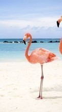 Ladda ner Animals, Birds, Sea, Beach, Flamingo bilden 320x240 till mobilen.
