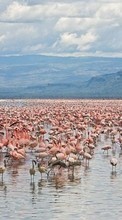 Ladda ner Animals, Landscape, Water, Flamingo bilden 240x320 till mobilen.