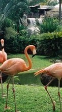 Ladda ner Animals, Birds, Flamingo bilden 1024x768 till mobilen.