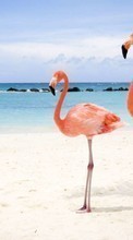 Ladda ner Flamingo, Birds, Animals bilden till mobilen.