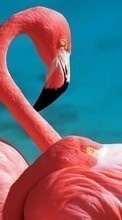 Ladda ner Flamingo, Birds, Animals bilden till mobilen.