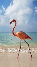 Ladda ner Flamingo,Birds,Animals bilden till mobilen.