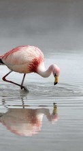 Ladda ner Flamingo,Birds,Animals bilden till mobilen.