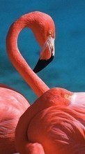 Ladda ner Animals, Birds, Flamingo bilden 320x240 till mobilen.