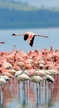 Ladda ner Animals, Birds, Flamingo bilden 240x320 till mobilen.