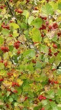 Ladda ner Plants, Backgrounds, Berries bilden 320x480 till mobilen.