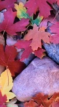Plants, Backgrounds, Stones, Leaves