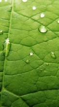 Ladda ner Plants, Water, Backgrounds, Leaves, Drops bilden till mobilen.