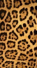 Ladda ner Backgrounds, Leopards bilden till mobilen.