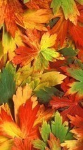 Ladda ner Background,Leaves,Autumn bilden till mobilen.