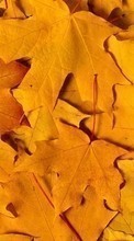 Backgrounds, Autumn, Leaves till Nokia Asha 501