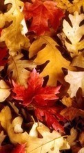 Ladda ner Backgrounds, Autumn, Leaves bilden 240x400 till mobilen.